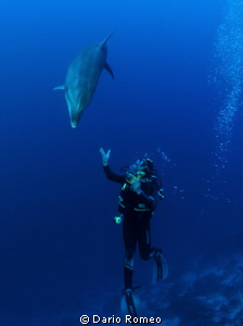 Dolphin and UW photographer (Tursiops truncatus).
The Di... by Dario Romeo 